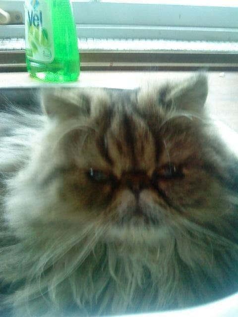 Perser Misty Brown´s Bachie billede 7