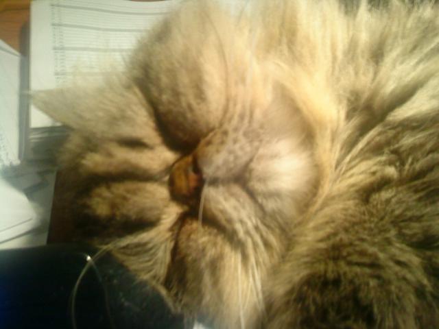 Perser Misty Brown´s Bachie billede 5