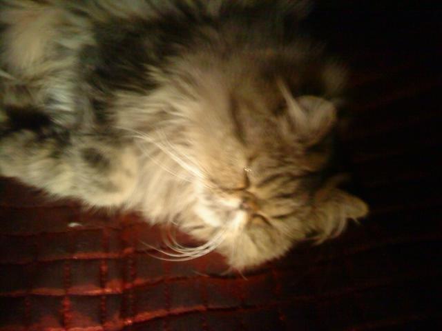 Perser Misty Brown´s Bachie billede 8