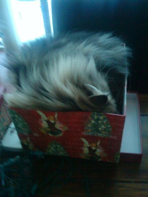 Perser Misty Brown´s Bachie billede 9