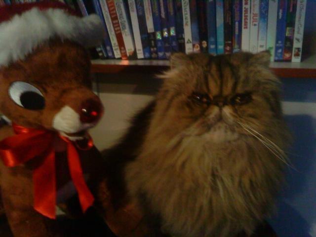 Perser Misty Brown´s Bachie billede 6