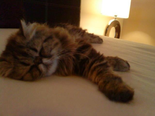 Perser Misty Brown´s Bachie billede 10