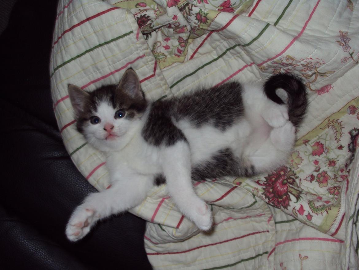 Huskat Fede - 2011 billede 1