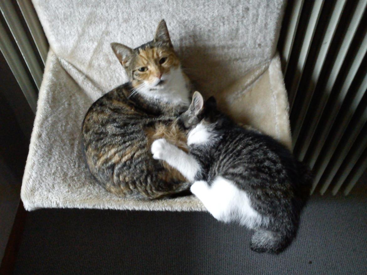 Huskat Fede - 2011 billede 3