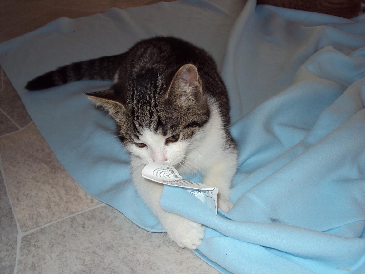 Huskat Fede - 2011 billede 2