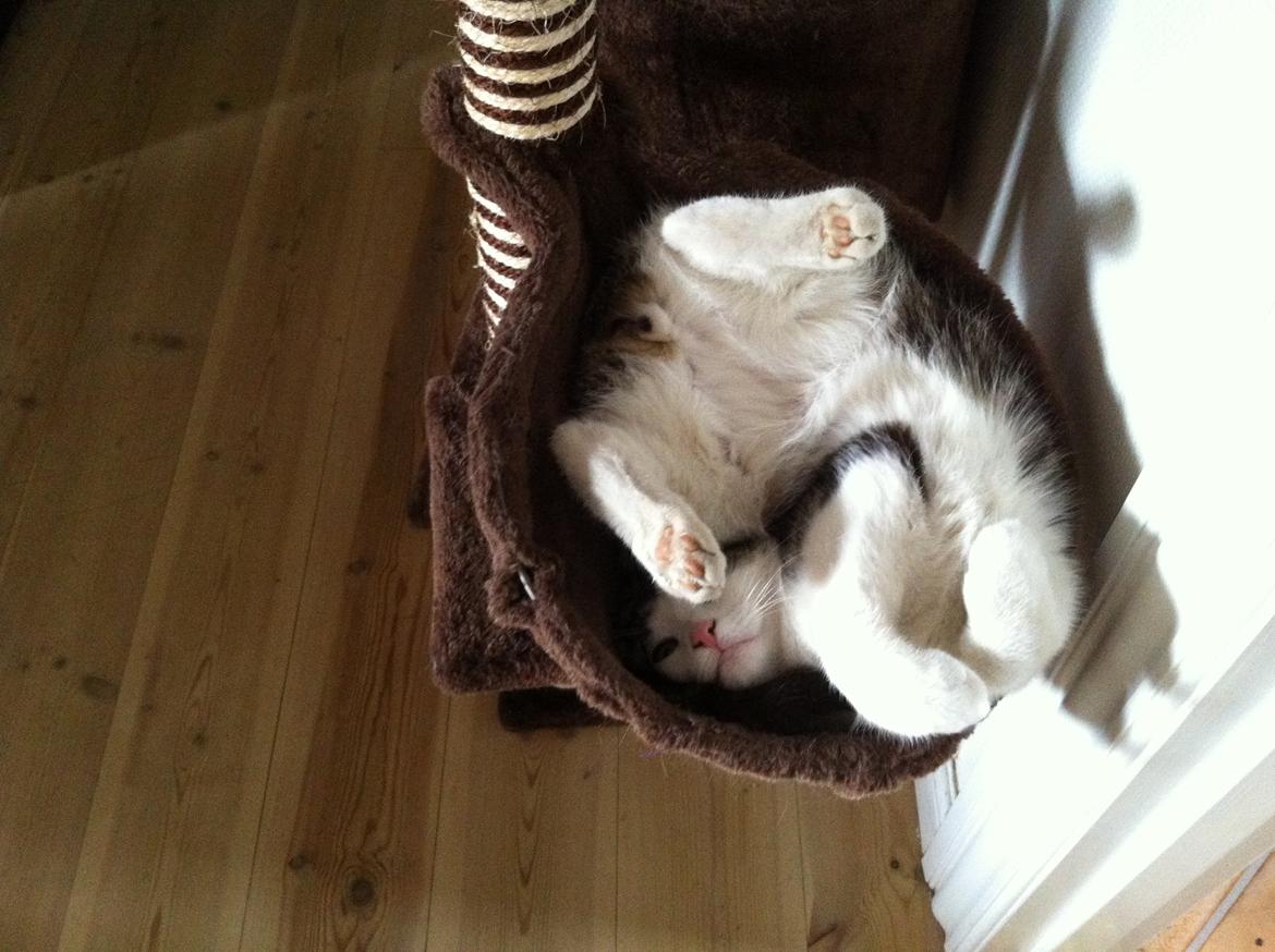 Huskat Fede - 2012 billede 4