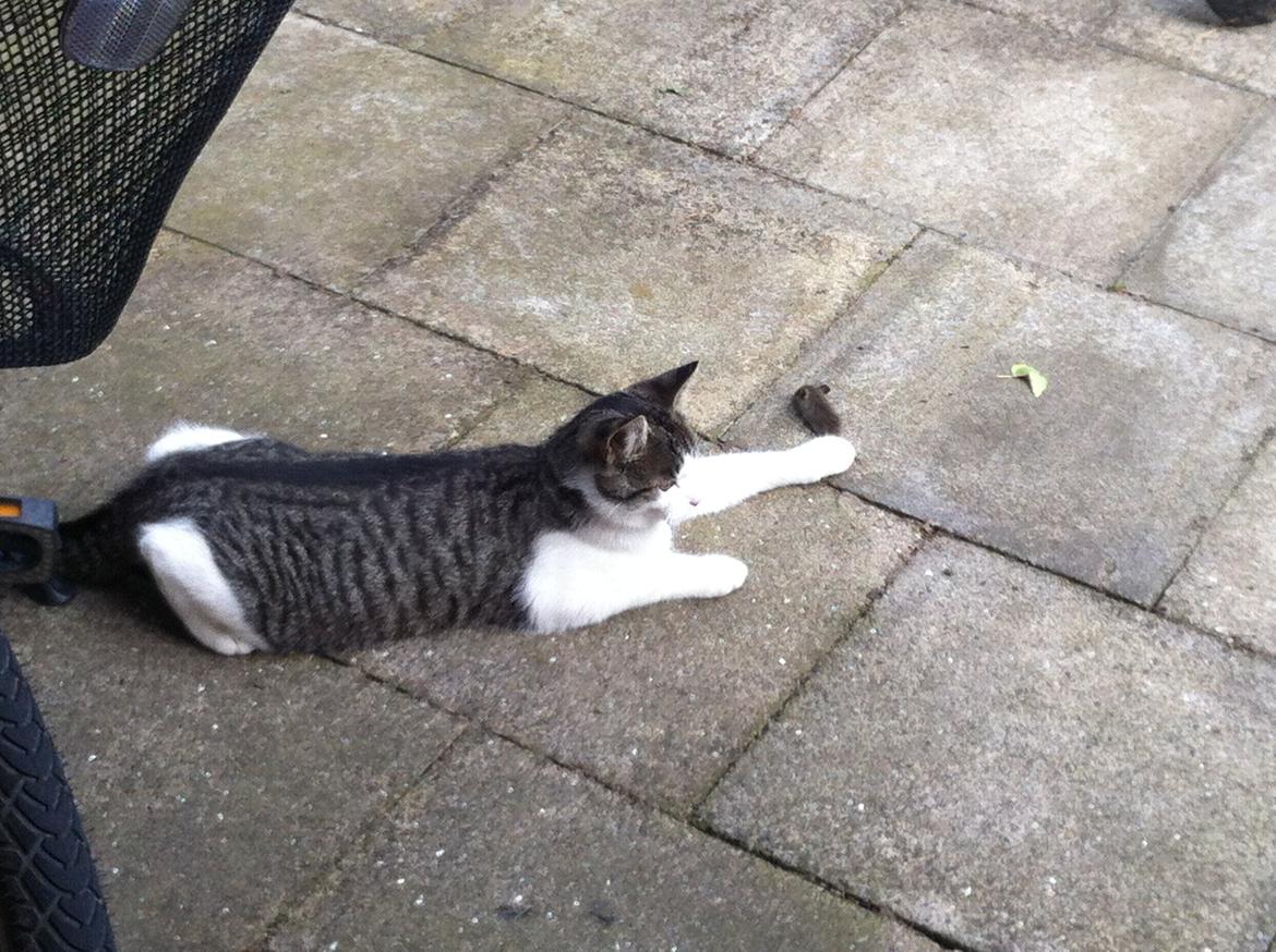 Huskat Fede - 2012 billede 5