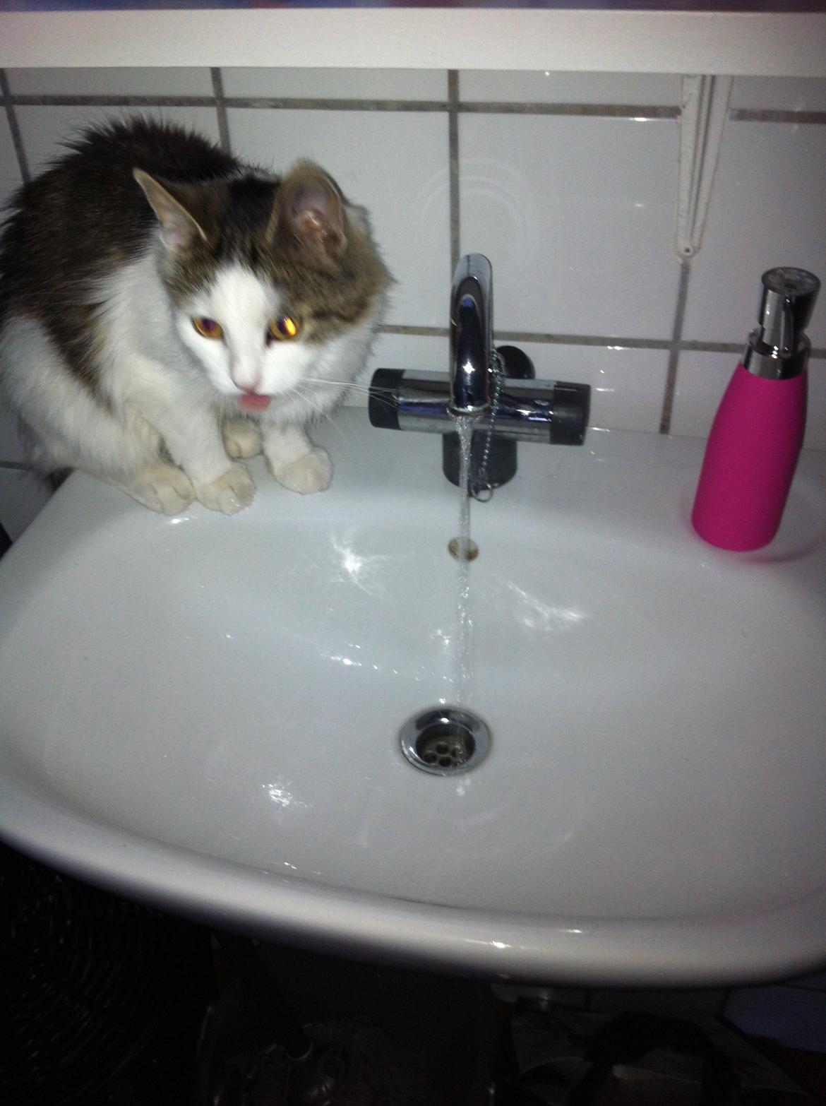 Blanding af racer Sophy - Hvorfor drikke vand af skålen, når man kan drikke af vandhanen?? billede 10