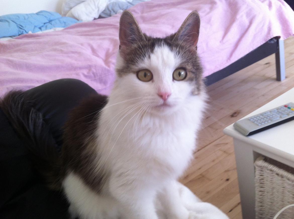 Blanding af racer Sophy - Jeg er smuk, jeg ved det. billede 11