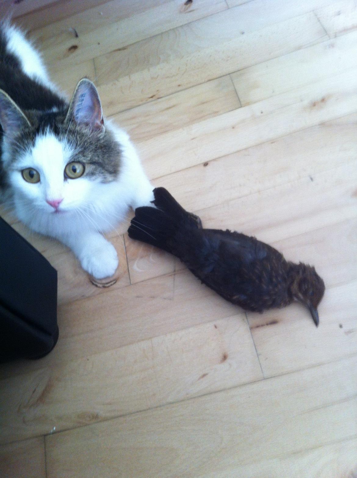 Blanding af racer Sophy - YES! Min første fugl! :)  billede 12