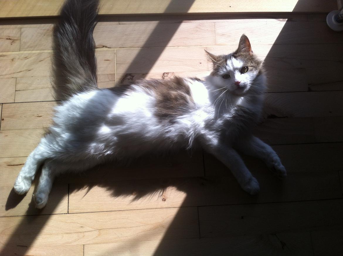 Blanding af racer Sophy - Mmmmh sol! billede 13