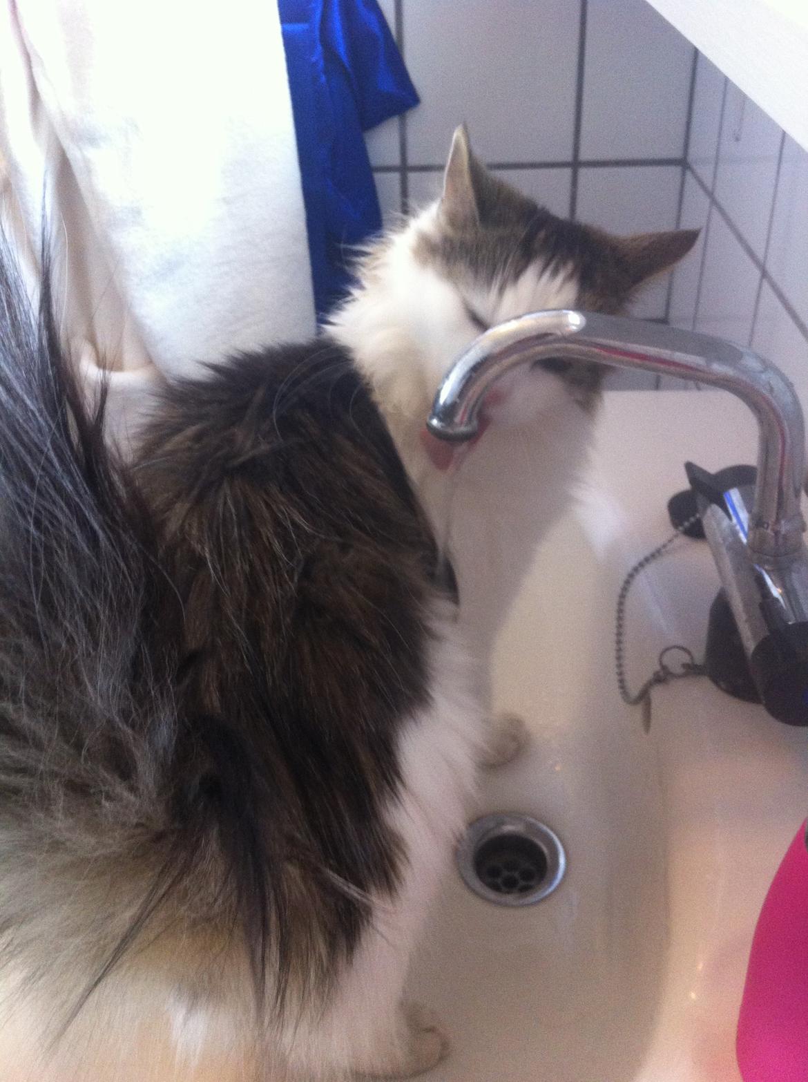 Blanding af racer Sophy - Vand <3 billede 14