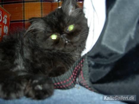 Perser Misty Browns Ardik II billede 6