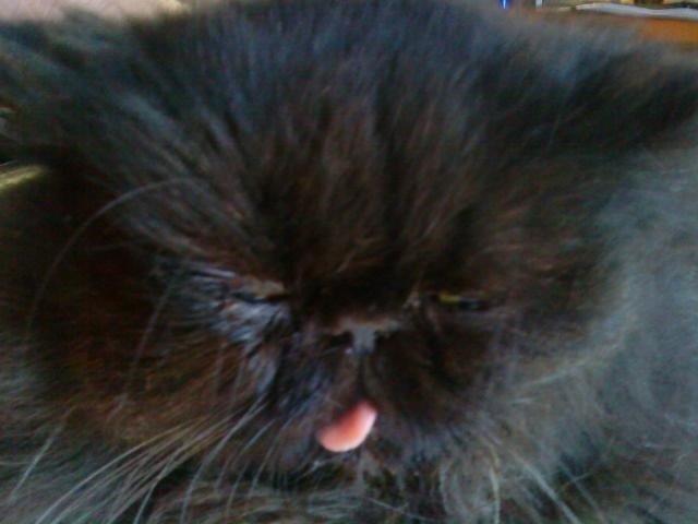 Perser Misty Browns Ardik III billede 2