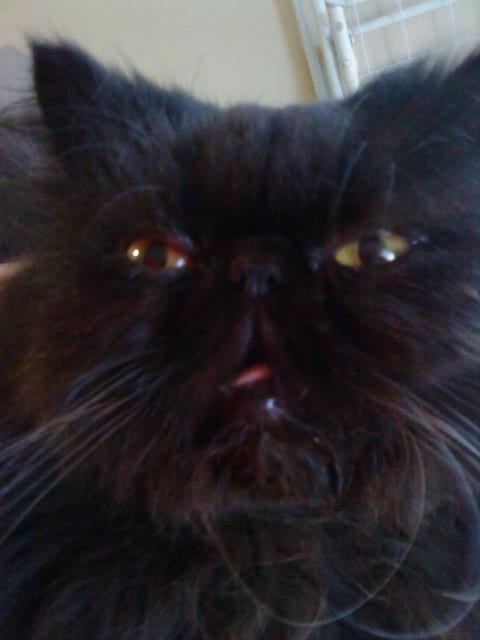 Perser Misty Browns Ardik III billede 3