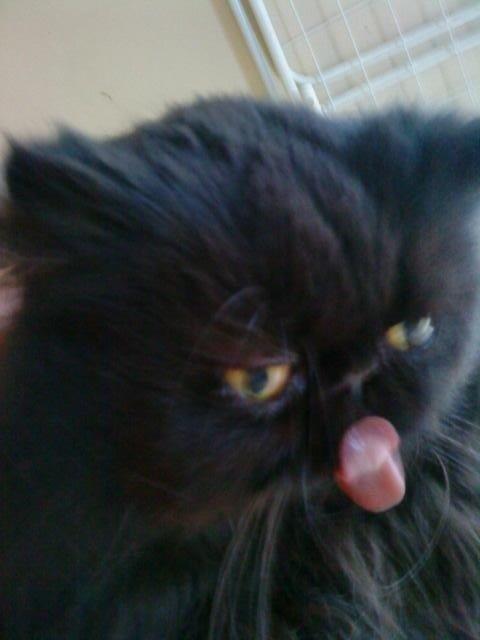 Perser Misty Browns Ardik III billede 4