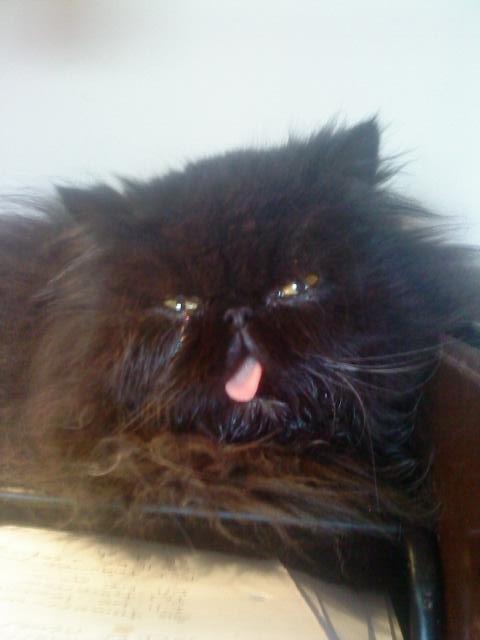 Perser Misty Browns Ardik III billede 5