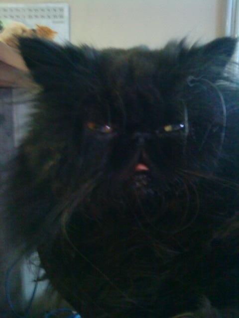 Perser Misty Browns Ardik III billede 6