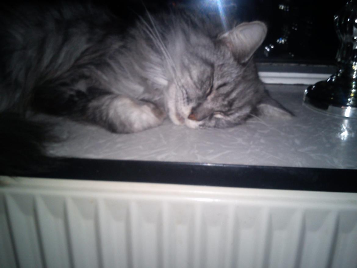 Maine Coon Sleipner/Koda - Her ligger man godt billede 5