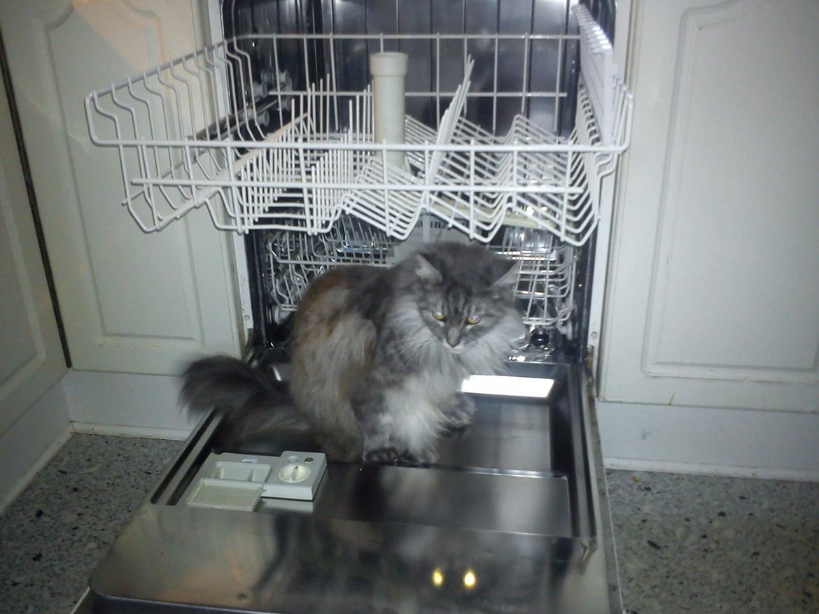 Maine Coon Sleipner/Koda - Mon man kan få en vask her??? billede 6