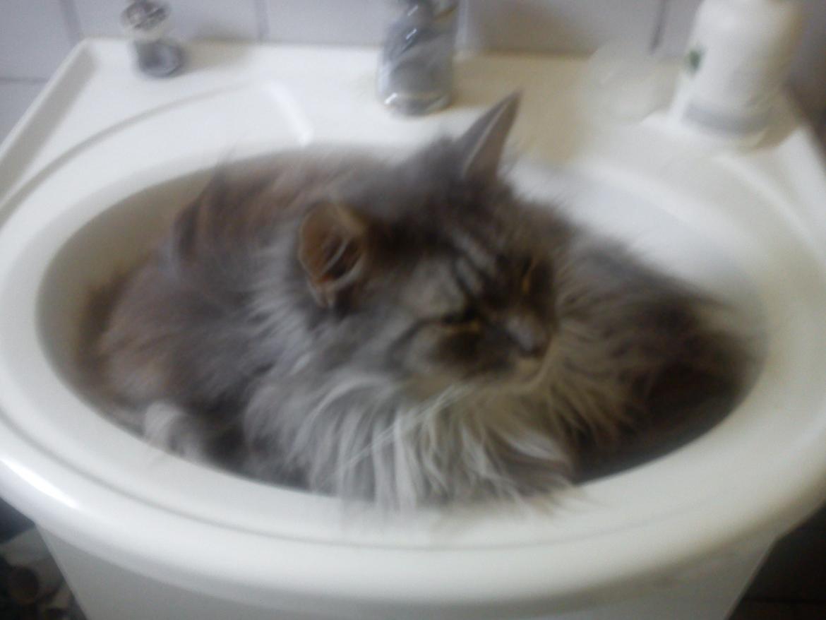 Maine Coon Sleipner/Koda - Her kan jeg vist godt være. billede 7