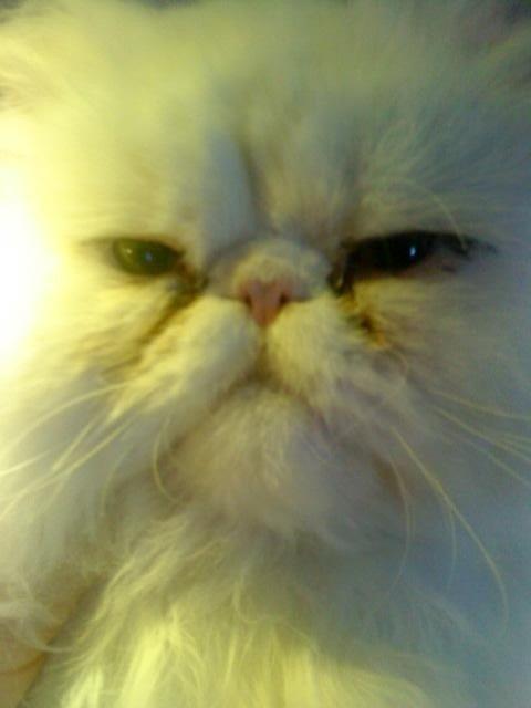 Perser Baltic Bay Prince Charming billede 12