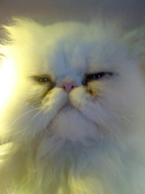 Perser Baltic Bay Prince Charming billede 7