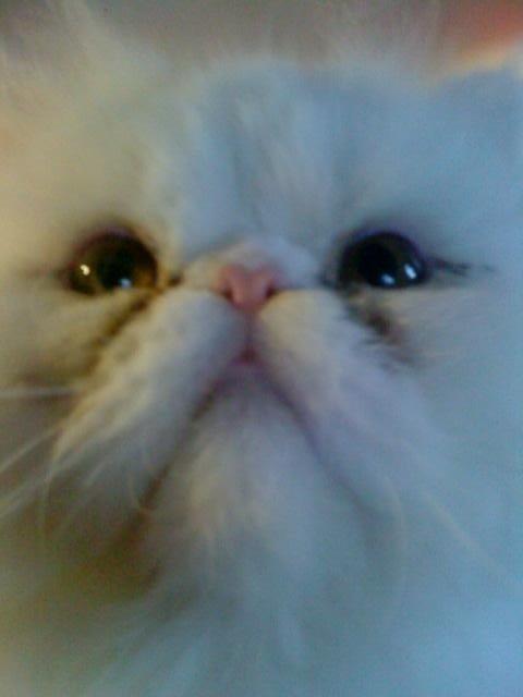 Perser Baltic Bay Prince Charming billede 1