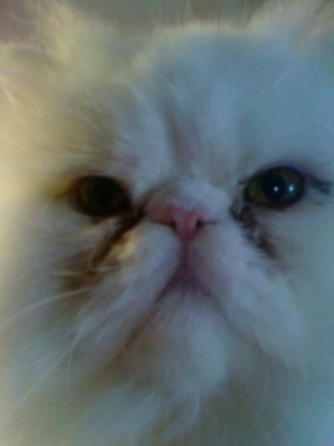 Perser Baltic Bay Prince Charming billede 6