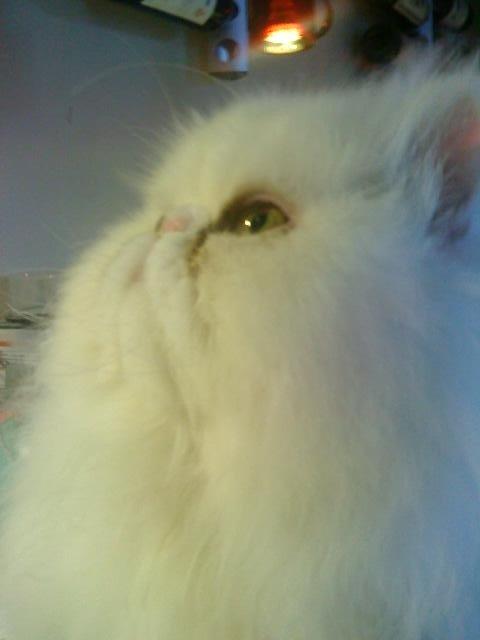 Perser Baltic Bay Prince Charming billede 2