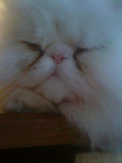 Perser Baltic Bay Prince Charming billede 13