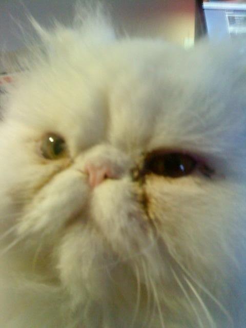 Perser Baltic Bay Prince Charming billede 3