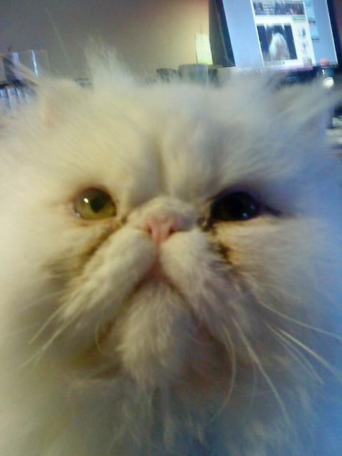 Perser Baltic Bay Prince Charming billede 14