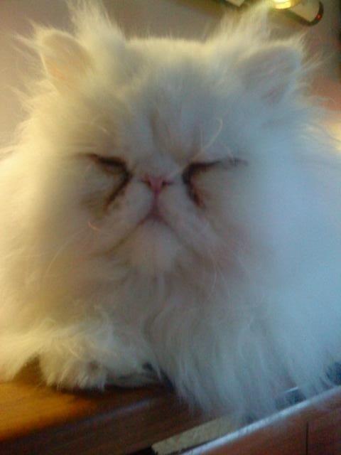 Perser Baltic Bay Prince Charming billede 15