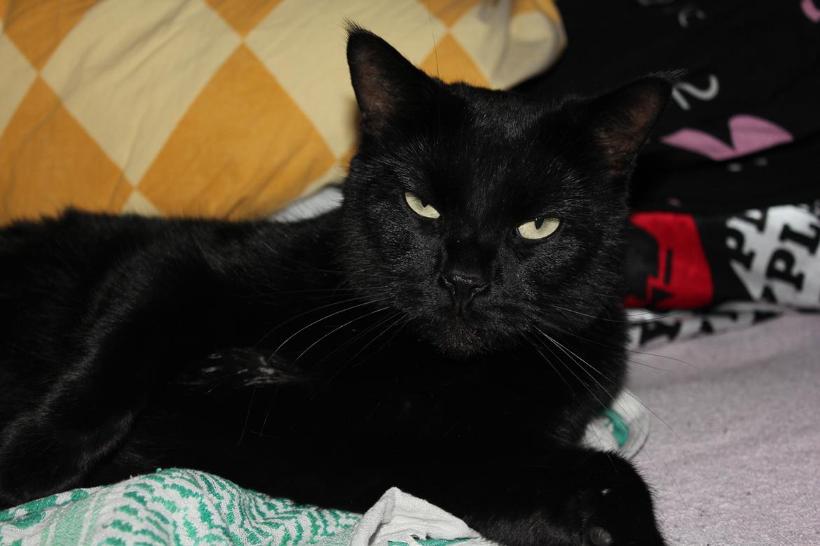 Huskat Kaiser billede 1