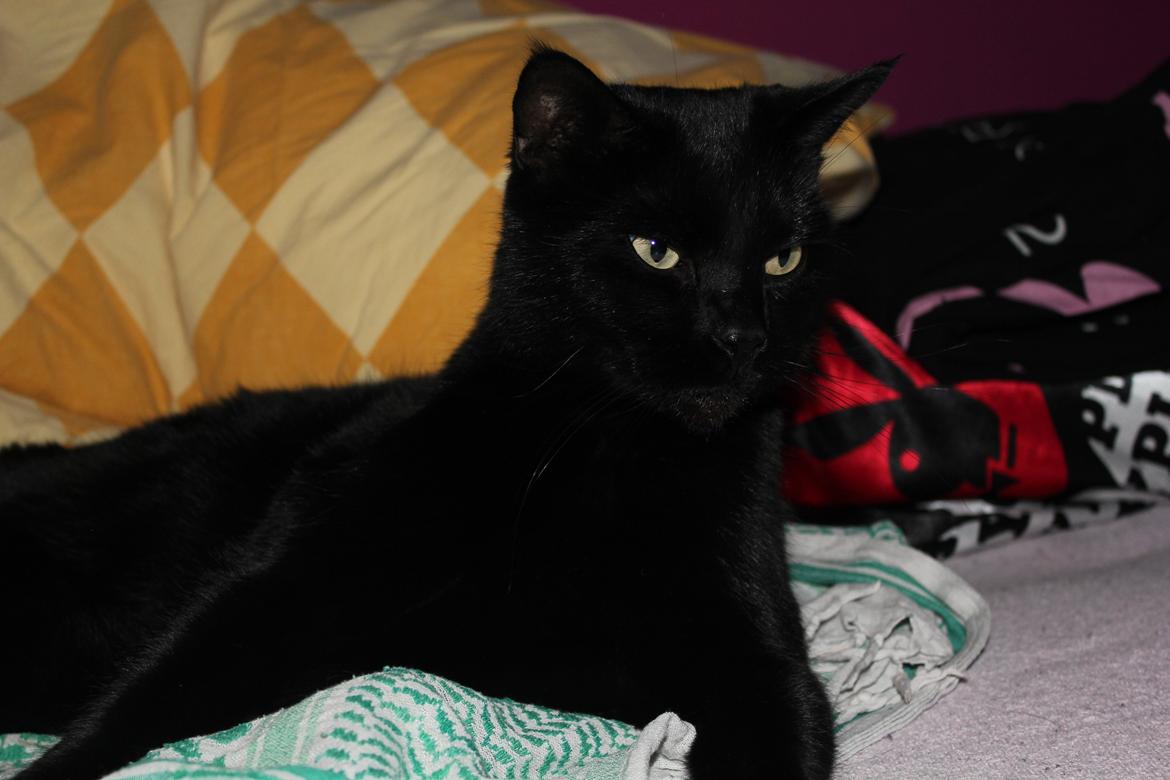 Huskat Kaiser billede 2