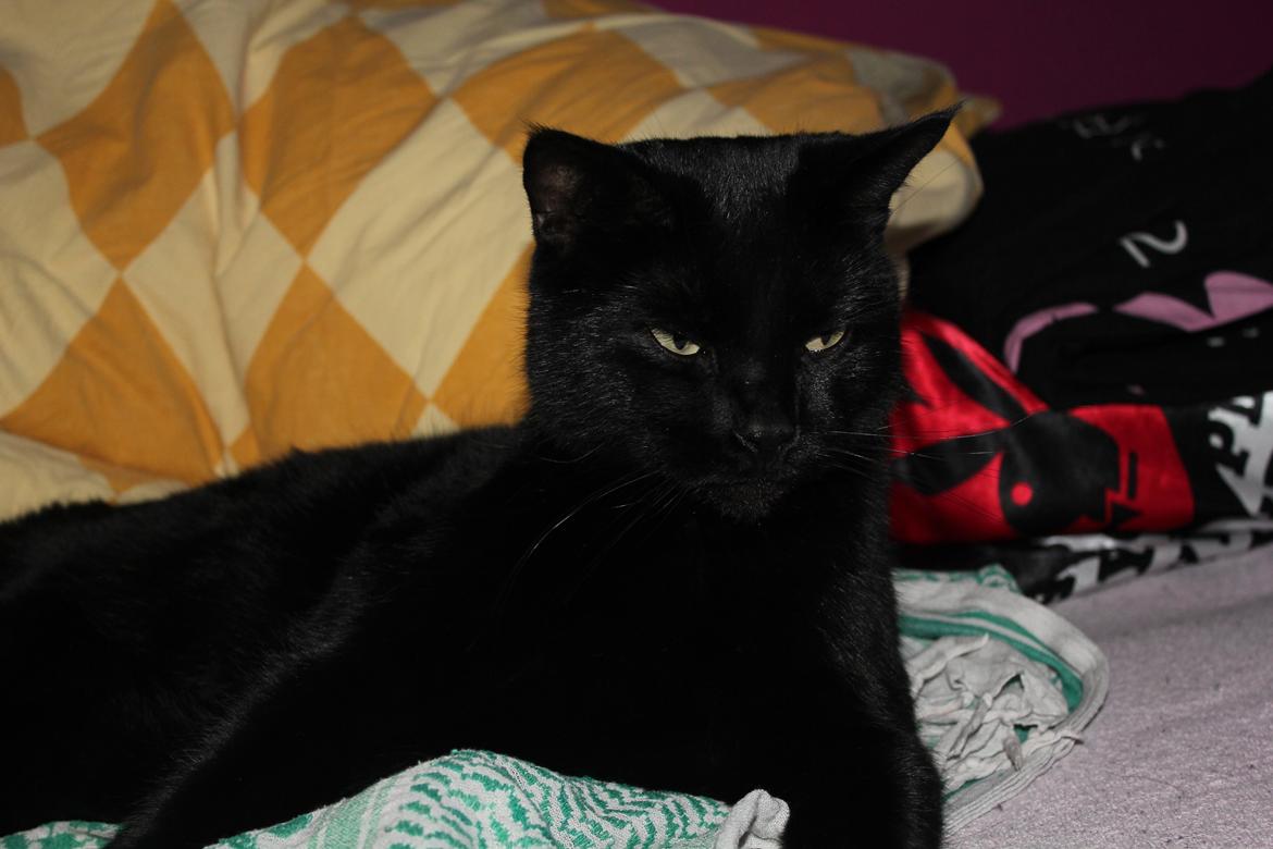 Huskat Kaiser billede 3