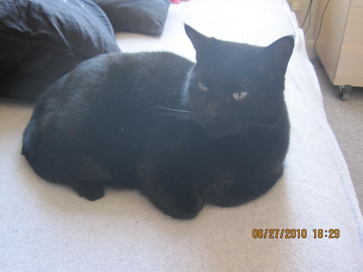 Huskat Kaiser billede 4