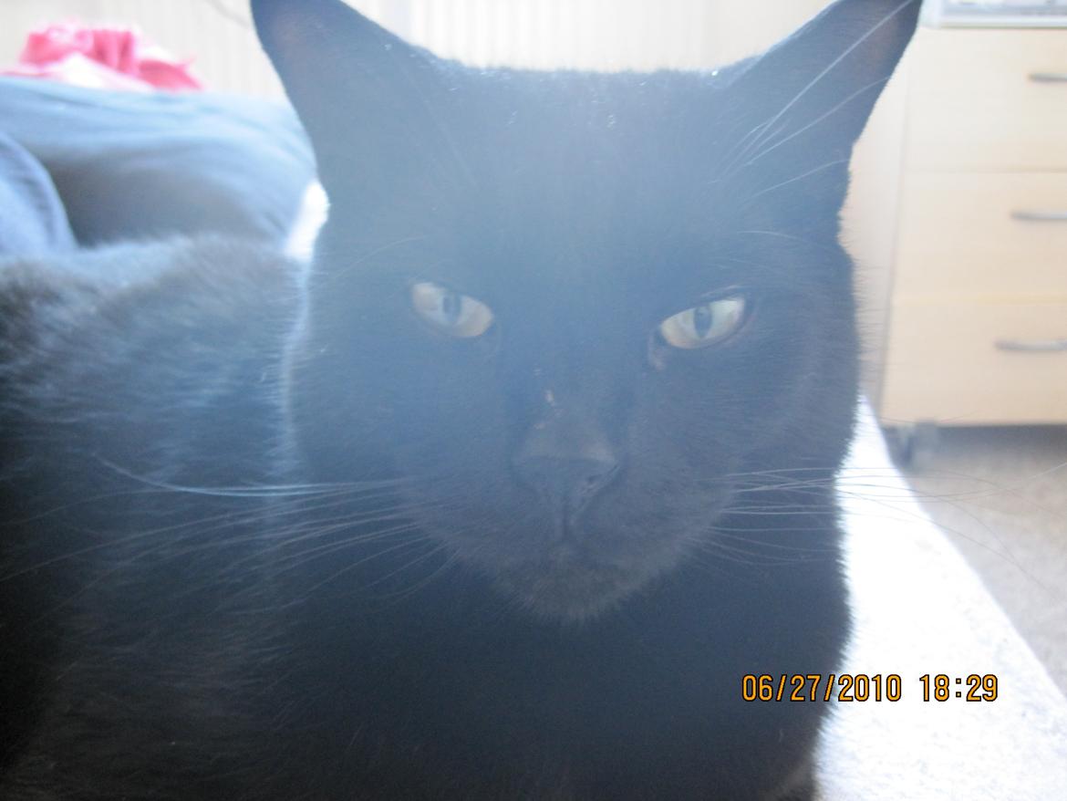 Huskat Kaiser billede 5