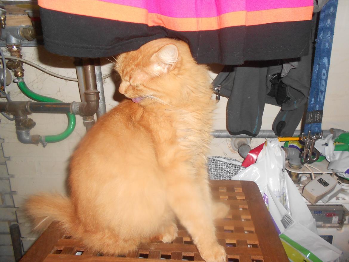 Blanding af racer Ludvig den fede kat! :D billede 1