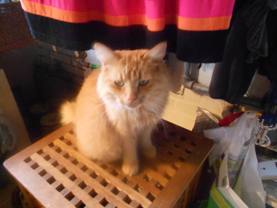 Blanding af racer Ludvig den fede kat! :D billede 2