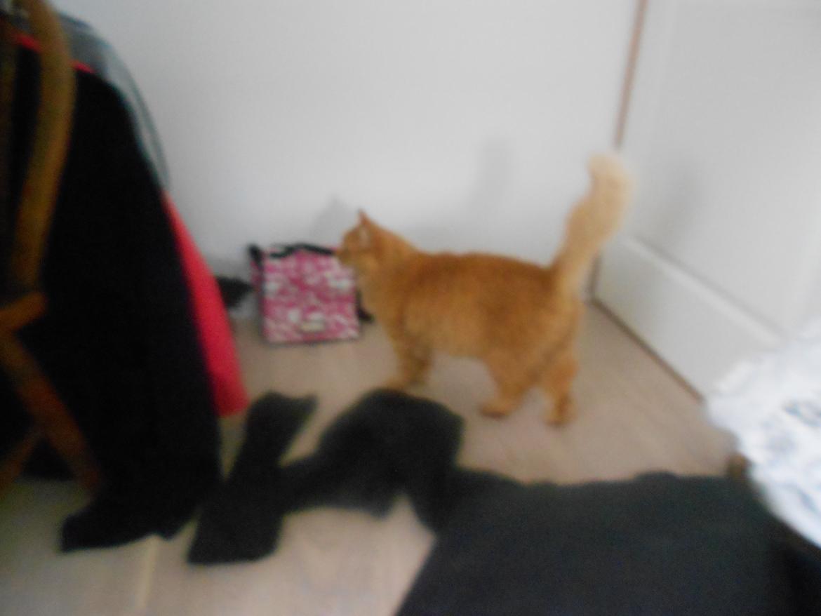 Blanding af racer Ludvig den fede kat! :D billede 3