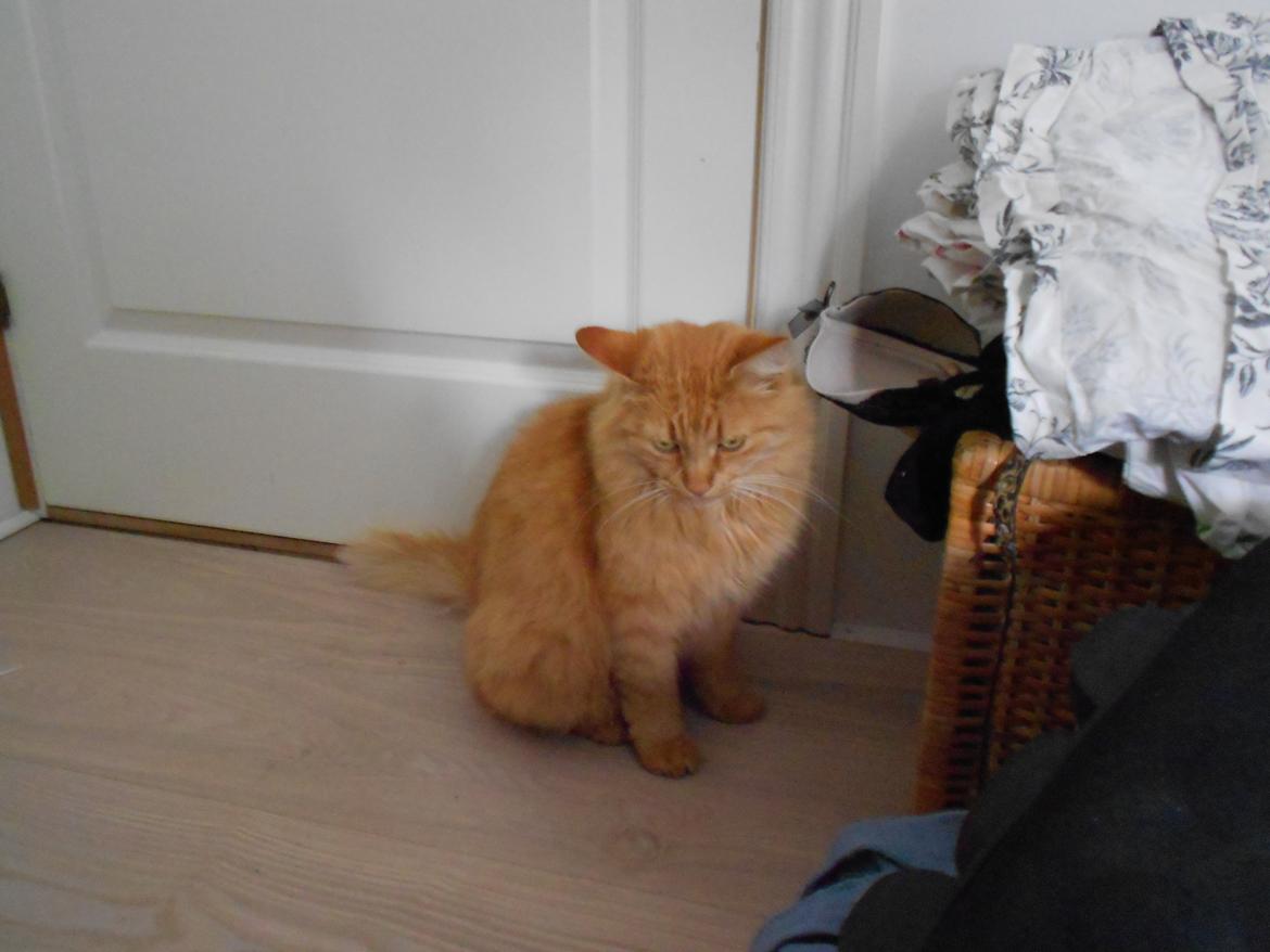 Blanding af racer Ludvig den fede kat! :D billede 4