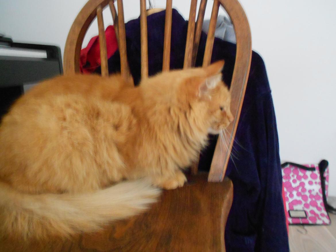 Blanding af racer Ludvig den fede kat! :D billede 5