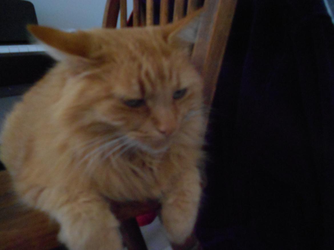 Blanding af racer Ludvig den fede kat! :D billede 6