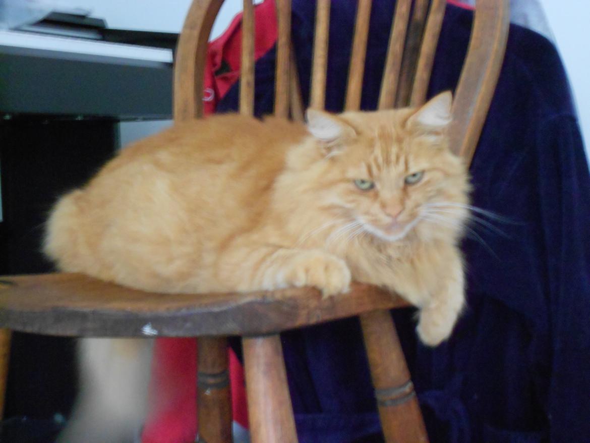 Blanding af racer Ludvig den fede kat! :D billede 7