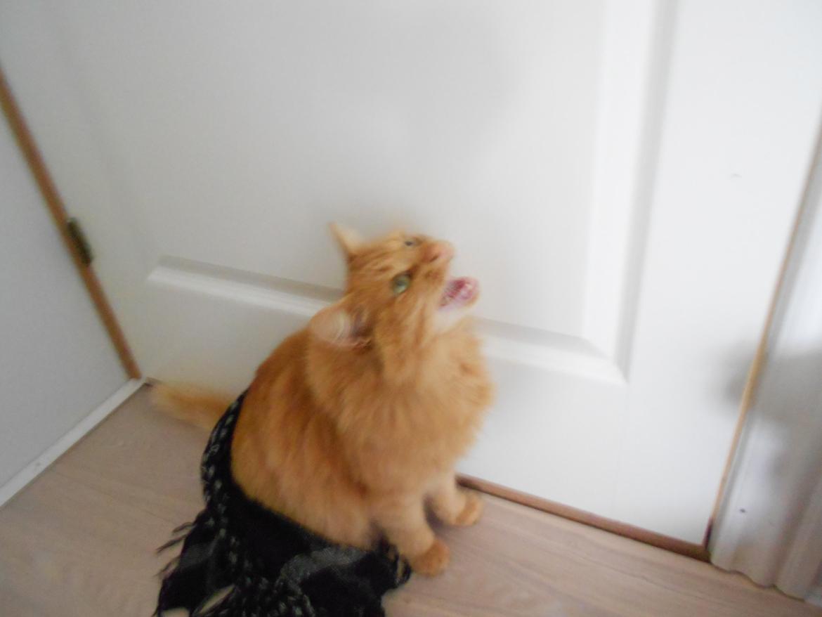 Blanding af racer Ludvig den fede kat! :D billede 8