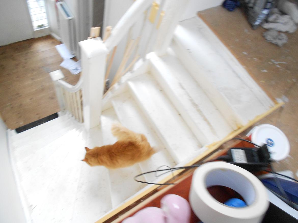 Blanding af racer Ludvig den fede kat! :D billede 9