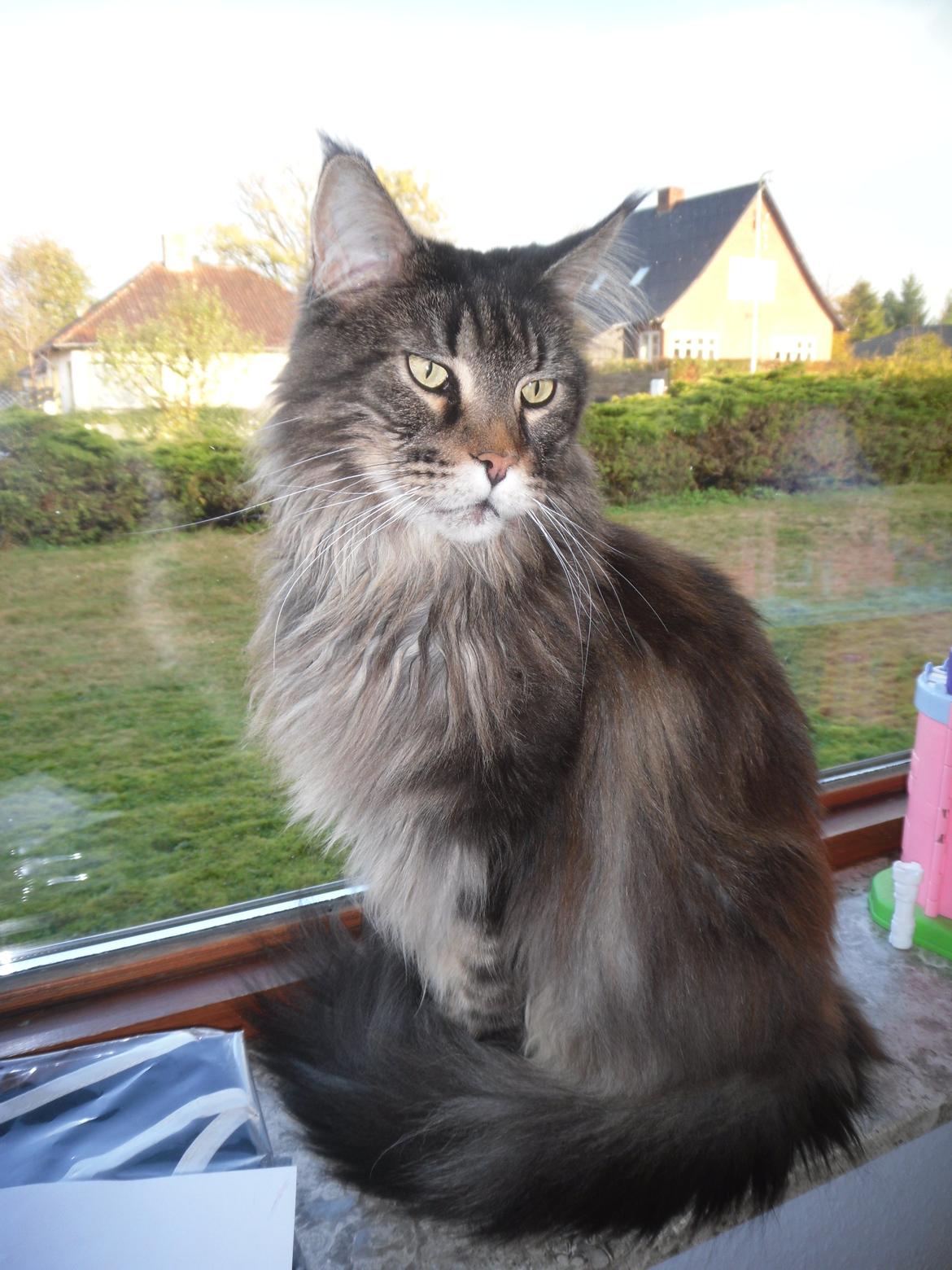 Maine Coon obelix Himmelkat billede 11