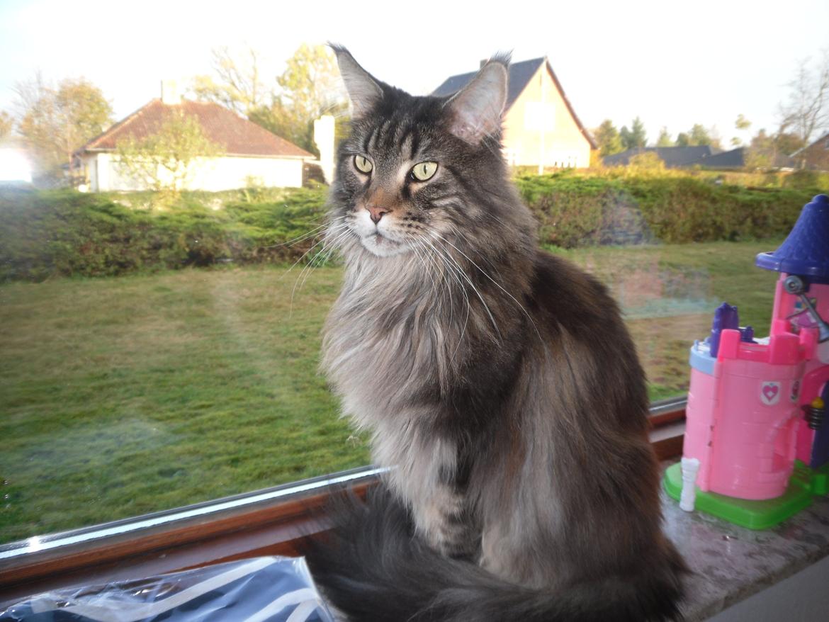 Maine Coon obelix Himmelkat billede 12